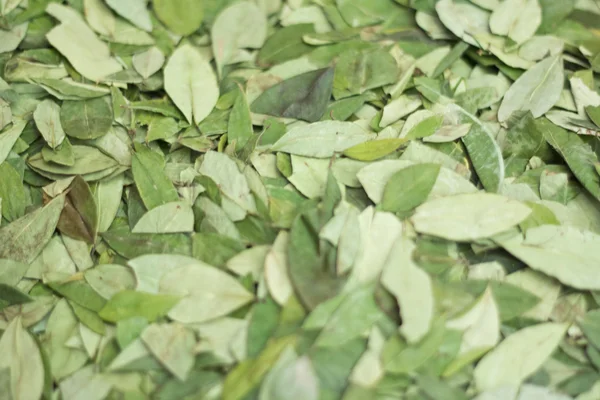 Coca leaves