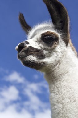 Lama köpek yavrusu