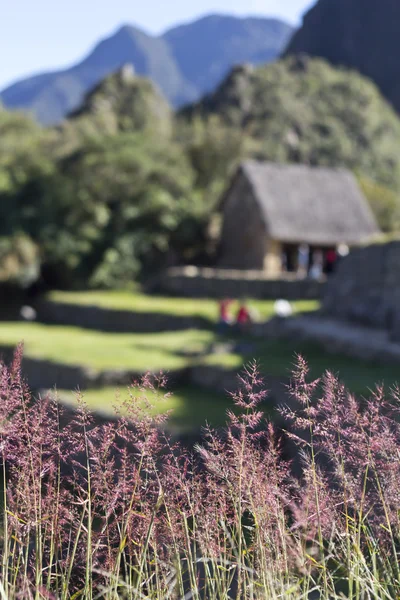 Arbusto de lavanda — Fotografia de Stock