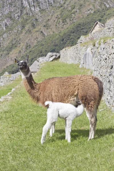 Lama anne