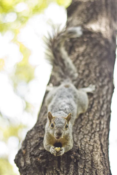 Ardilla sobre árbol — Foto de Stock