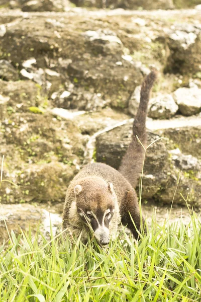 Nasenbär auf den Ruinen von Tikal — Stockfoto