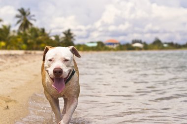 Mutlu Köpek