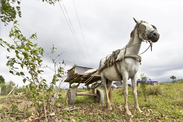 Skinny horse — Stock Photo, Image