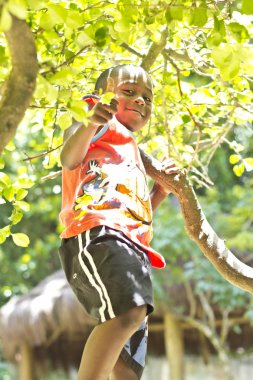 Boy climbing trees clipart