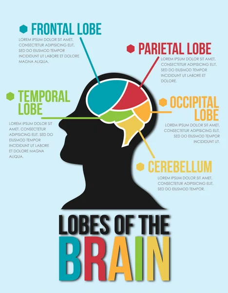 beyin lobları. Infographic vektör tasarımı
