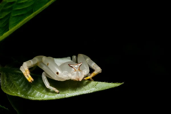yaprak altında gizli Yengeç örümcek makro çekim