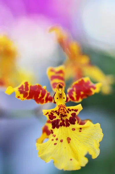 makro çekim ile Malezya orkide bokeh arka plan bulanıklık