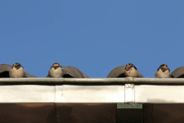 İlkbaharda Hollanda 'nın kırsal kesimindeki bir çatı oluğunda dört küçük kırlangıç bir sırada oturuyor ve arka planda derin mavi bir gökyüzü.