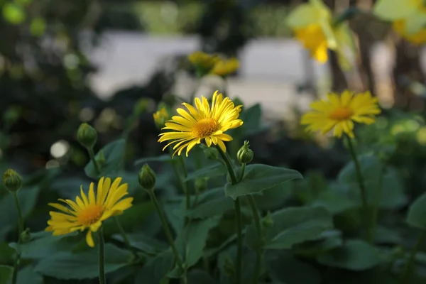 Lkbaharda Çiçek Bahçesinde Güzel Sarı Marguerite Çiçeği — Stok fotoğraf