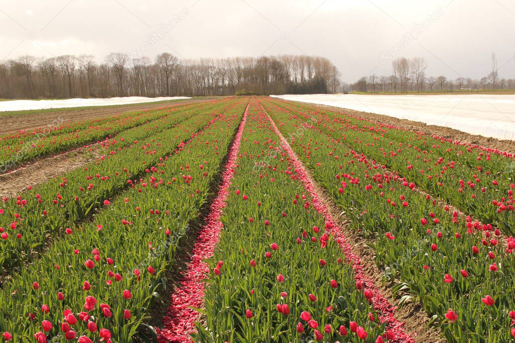 a bulb field with topped red tulips in the dutch countryside in zeeland in springtime