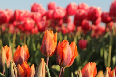 Hollanda 'daki bir ampul tarlasında iki turuncu lale bir grubun önünde toplanıyor.