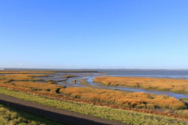 Bir kanalı, sarı otları ve sonbaharda derin mavi gökyüzü olan, Hollanda 'nın Hollanda kıyısındaki bataklık çok güzel renkli bir tuz bataklığı.