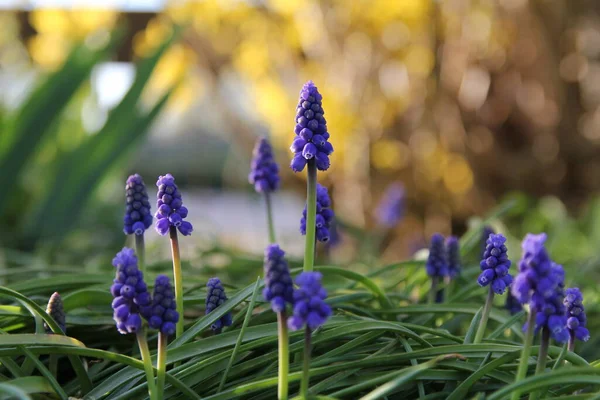 Hermosos Jacintos Uva Azul Con Fondo Suave Amarillo Blanco Borde — Foto de Stock