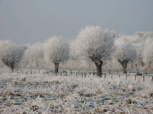 Schöne Weiße Winterlandschaft Der Holländischen Landschaft Mit Weiden Mit Raureif — Stockfoto