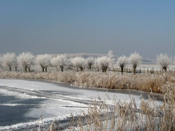 Eine Weiße Winterlandschaft Mit Einer Reihe Weiden Mit Weißem Frost — Stockfoto
