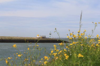Batılı denizdeki büyük konteynırları ve önünde sarı bir çiçeğin olduğu Terneuzen limanının manzaralı bir sahili.