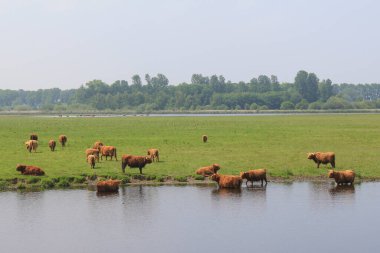 Büyük bir kahverengi inek sürüsü, bahar zamanı Hollanda 'da bir doğa koruma alanında büyük yeşil bir çayırın yanında suda banyo yapıyor.