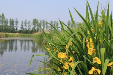 Hollanda kırsalında geniş bir hendeği olan güzel, taze bir doğal manzara. Baharda önde bir grup sarı iris bitkisi var.