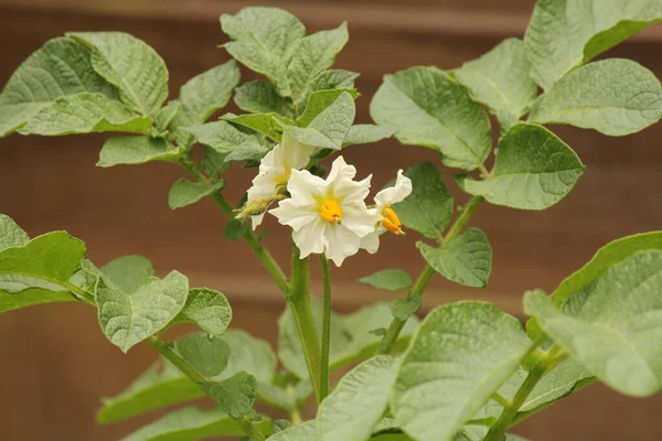 Uma Planta Batata Verde Com Closeup Flor Branca Nos Campos — Fotografia de Stock