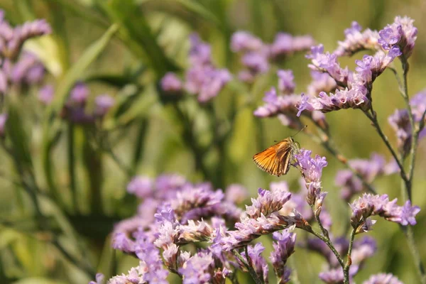 Una Mariposa Patrón Alimenta Néctar Primer Plano Flor Lavanda Púrpura — Foto de Stock
