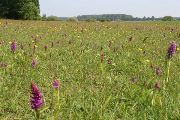 Een Nat Grasland Met Veel Paarse Wilde Orchideeën Gele Boterbloemen — Stockfoto