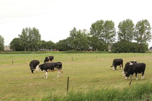 Een Kudde Koeien Graast Een Groene Weide Met Groene Bomen — Stockfoto