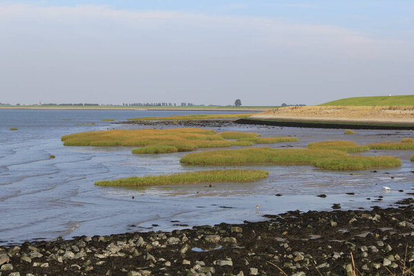 beautiful fresh green salt marsh along the sea of the westerschelde  with ebbing tide in springtime