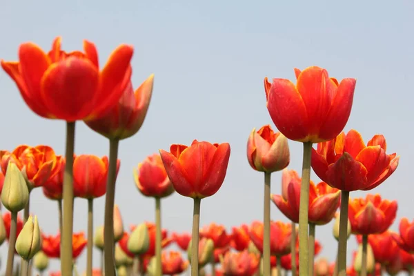 Живописный Вид Дачу Красными Тюльпанами Синим Небом Луковичном Поле Весной — стоковое фото
