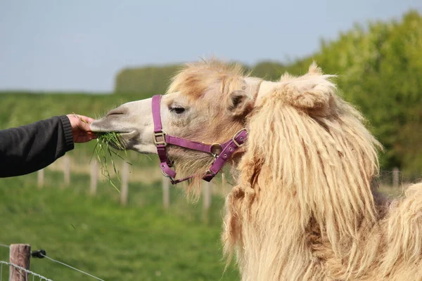 春休みの動物園でラクダに新鮮な緑の草を食べさせている人がいます — ストック写真