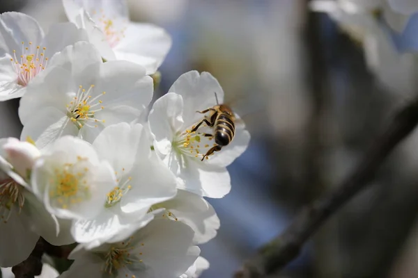 Eine Honigbiene Mit Ihrem Gestreiften Rücken Läuft Frühlingshafter Großaufnahme Gelben — Stockfoto
