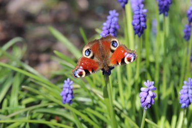 Bir tavus kuşu kelebeği, baharda bahçenin sınırında yeşil yapraklı mavi bir üzüm sümbülü çiçeğinin üzerinde oturur.