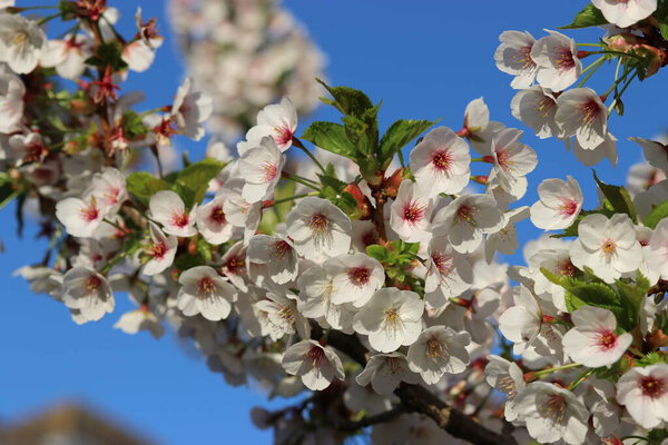 a branch of the prunus tree with a lot of white blossom and a blue sky in springtime