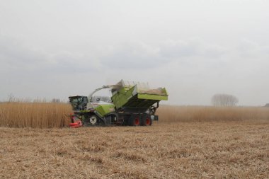 Büyük bir hasat işçisi baharda Hollanda 'nın kırsalında fil çimi topluyor.