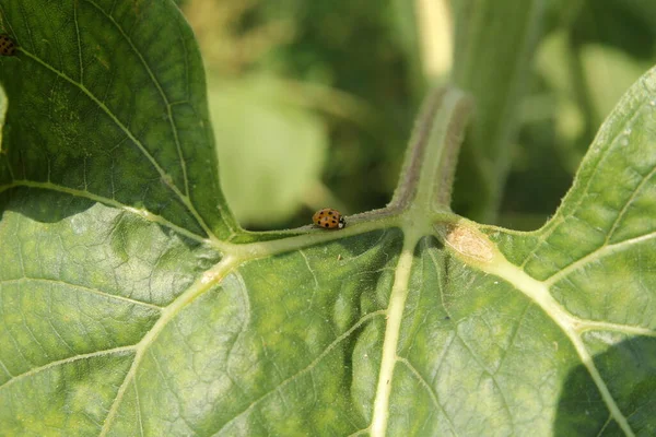 a ladybug sits at a green leaf of a sunflower plant in a field in summer