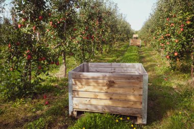 Hasat zamanı elma bahçesindeki boş meyve sandığını kapat.