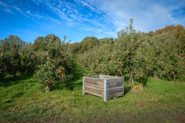 Elma bahçesindeki boş ahşap sandık hasat edilmeye hazır.