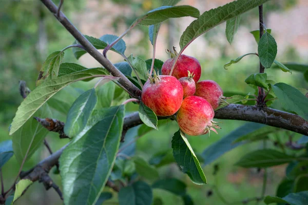 Close up of pomegranate plant growing in orchard
