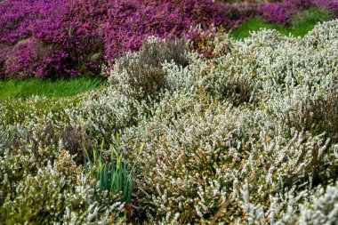 Aherlow, Tipperary, İrlanda 'daki Calluna Vulgaris' in güzel çiçekli mor ve beyaz fundasına yakın durun.. 