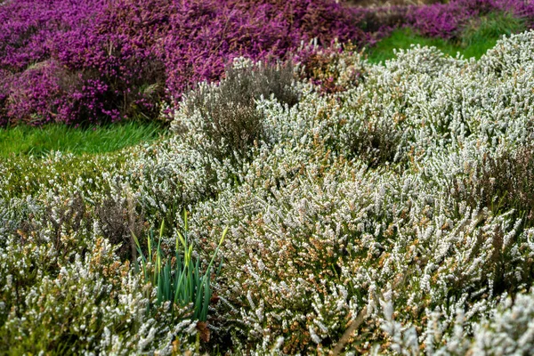 Nahaufnahme der wunderschön blühenden violetten und weißen Heidekraut Calluna Vulgaris im Glen of Aherlow, Tipperary, Irland. — Stockfoto