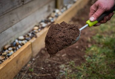 Close up of scoop garden hand tool filled with dirt soil over grass in backyard garden. Tool held by male gardeners hand. 
