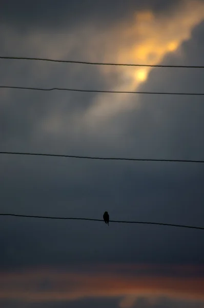 Ptáci sedící na drátech — Stock fotografie