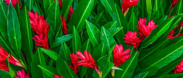 Red Tropical Flowers Background Banner — Stock Photo, Image