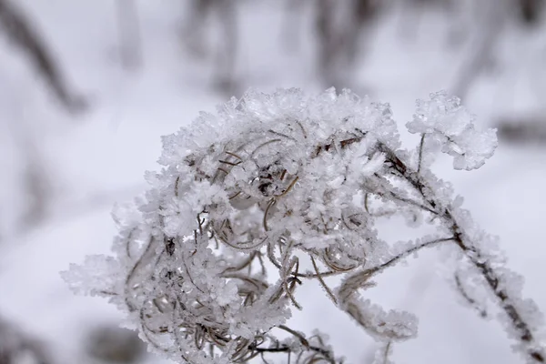 Torrt Brunt Gräs Täckt Med Frost Och Snö Vinterlandskap — Stockfoto