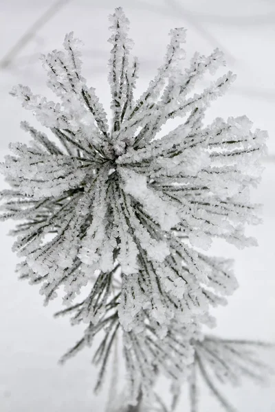 Buz ve karla kaplı yeşil çam dalları. Kış manzarası. 