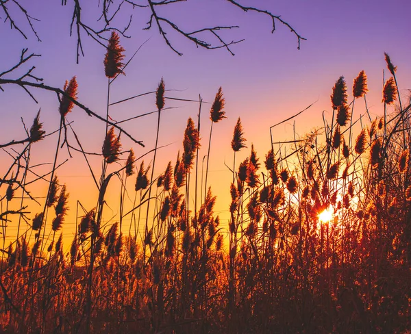 Gümüş Cortaderia Gün batımında 