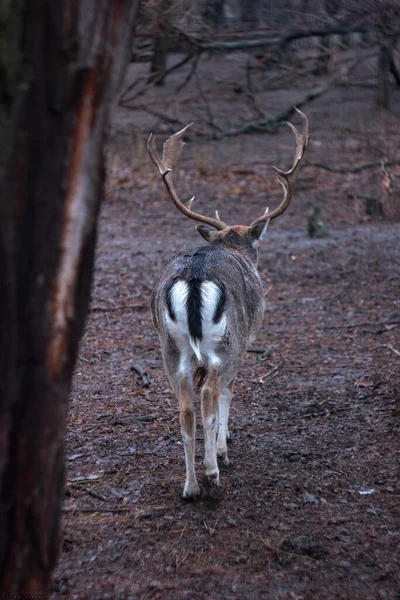 Cerfs Dans Nature — Photo