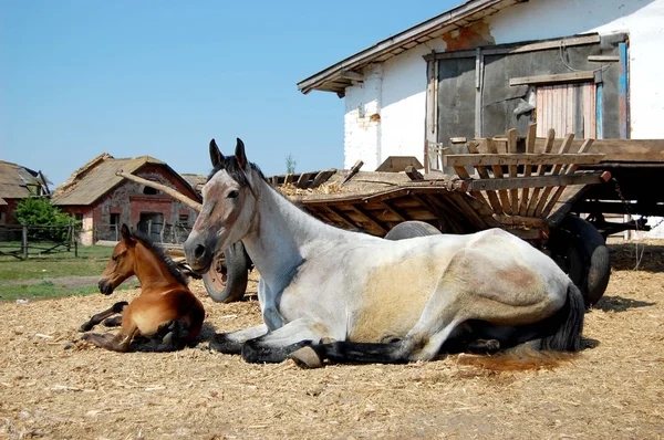 Koně lež — Stock fotografie