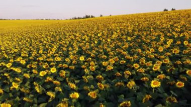 Olgun ayçiçeği başlıklarıyla birlikte hava aracı görüş alanı üzerinde uçuyor.