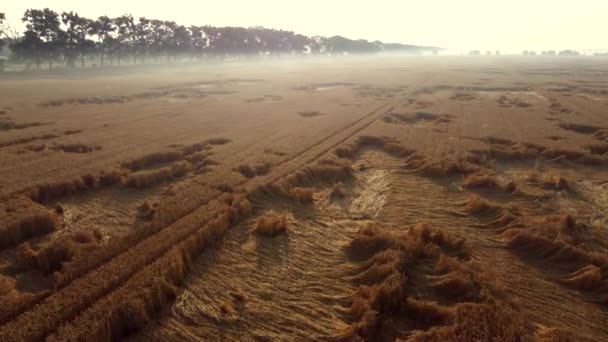 Flyger över ett vetefält en försommarmorgon. — Stockvideo